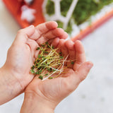 OUT OF THIS WORLD: MICROGREENS DIY KIT