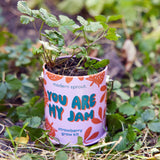 COLOR GROW KIT: BADA BLOOM SUNFLOWER