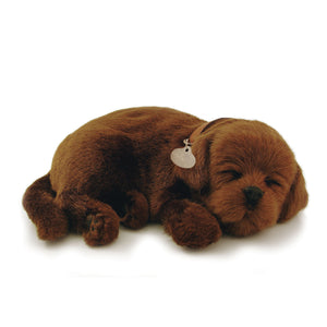 Original Chocolate Lab Perfect Petzzz